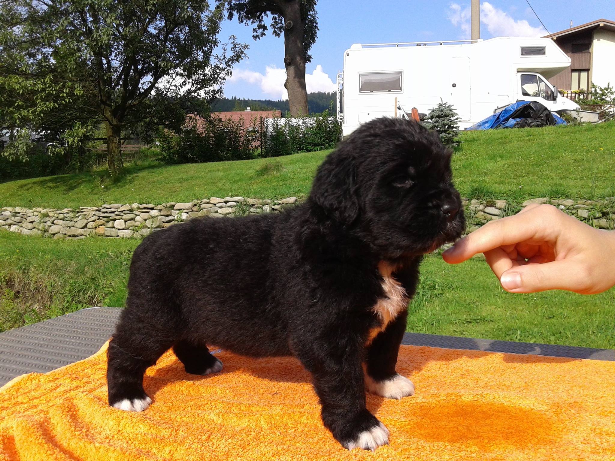 Puppyd Puppyd